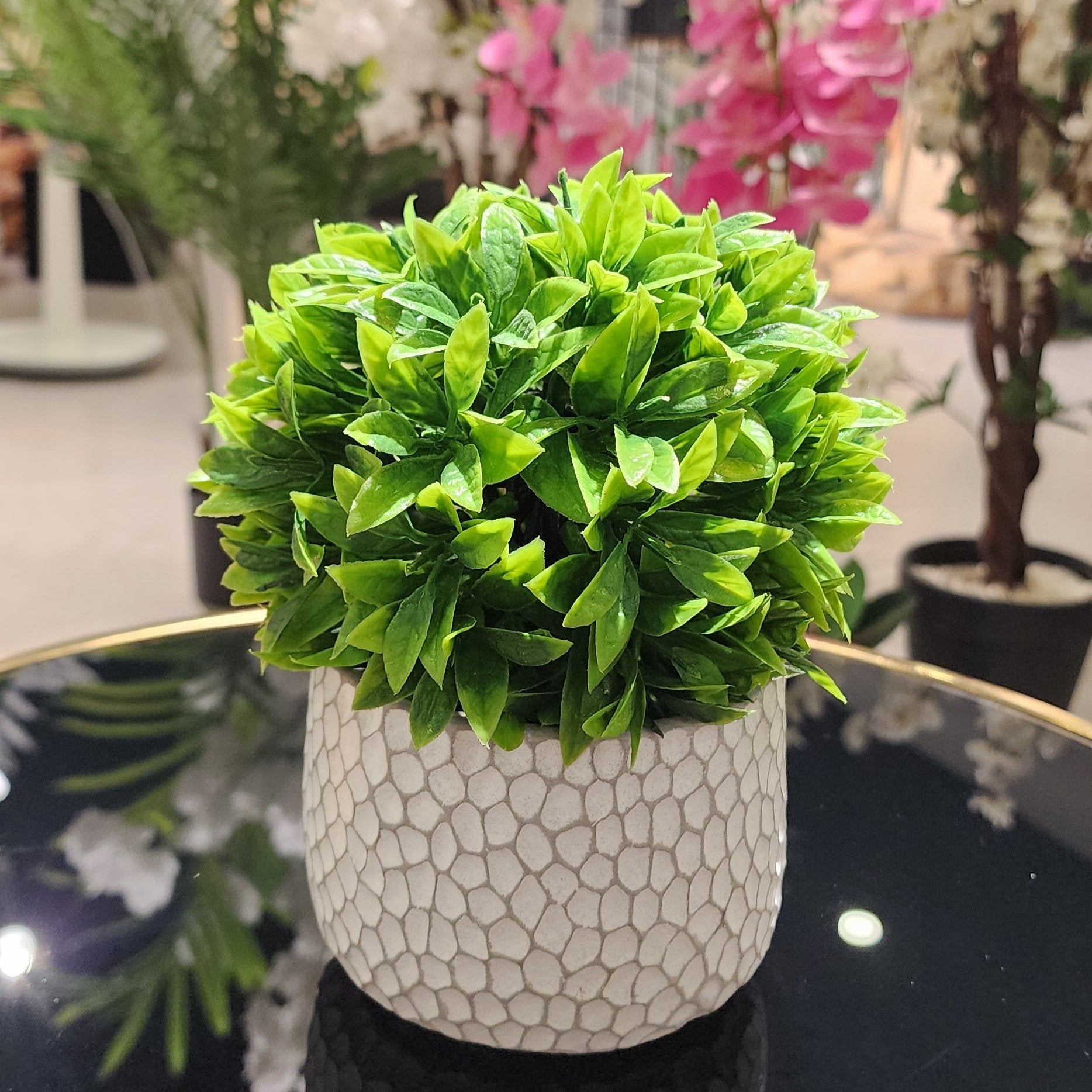 TP-002 Fex Bonsai Plant