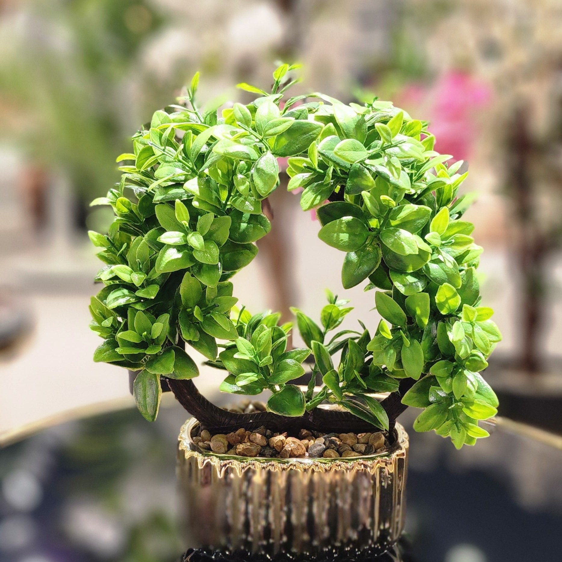 TP-23 Round Fex Bonsai