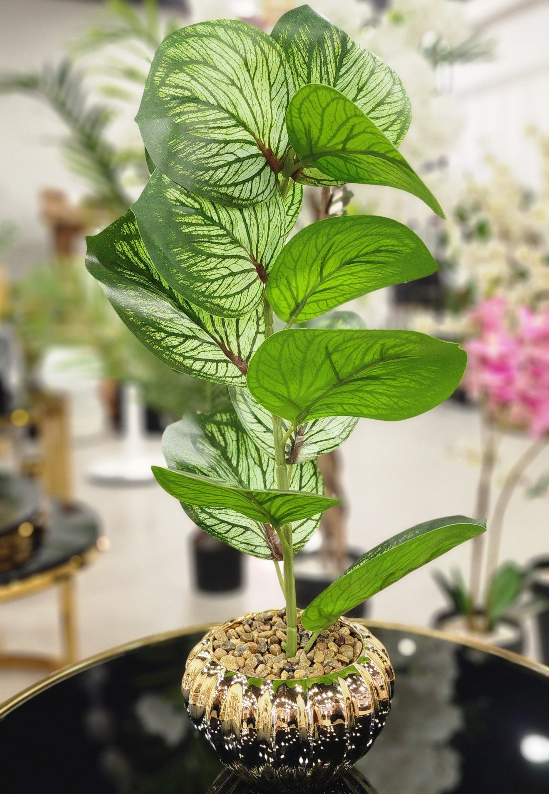 TP-30 Whitish Banyan Plant