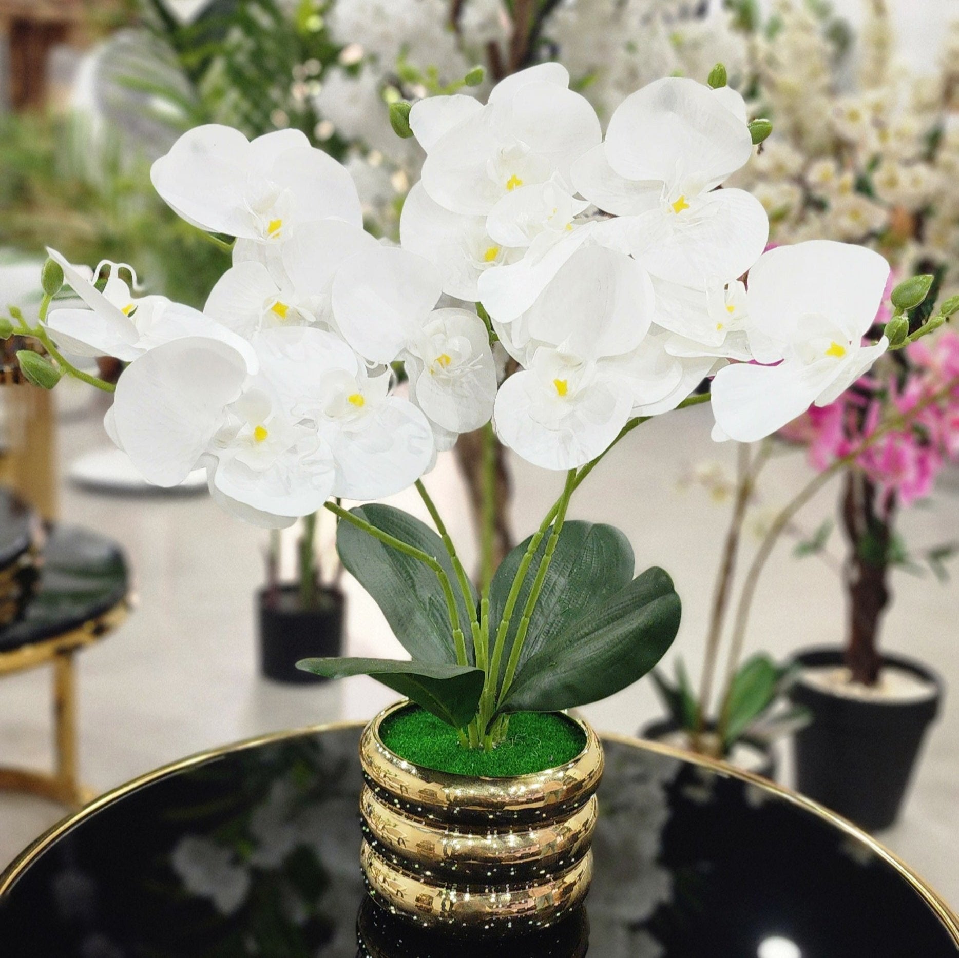 TP-31 White Orchard Plant