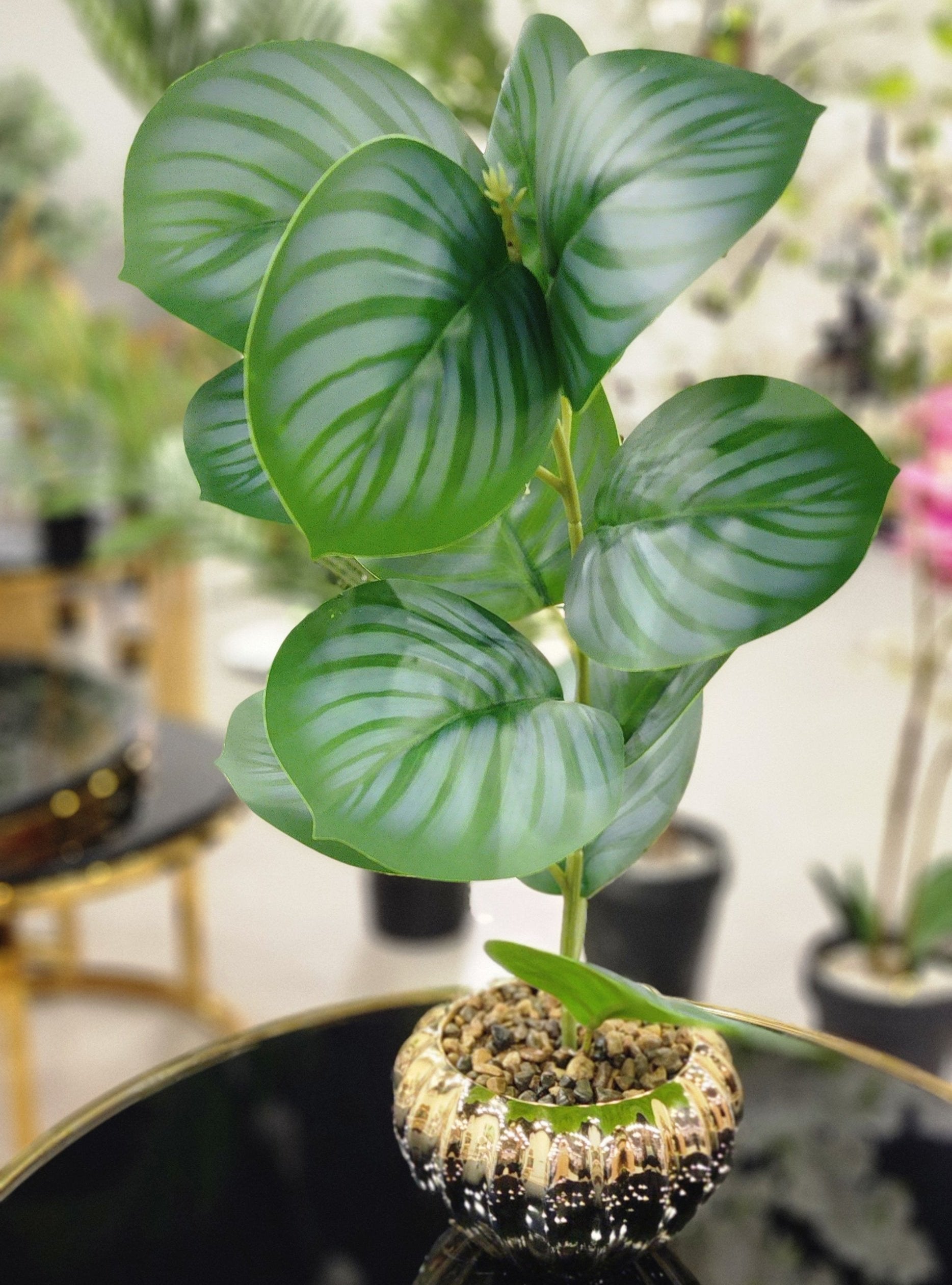 TP-29 Greenish Banyan Plant