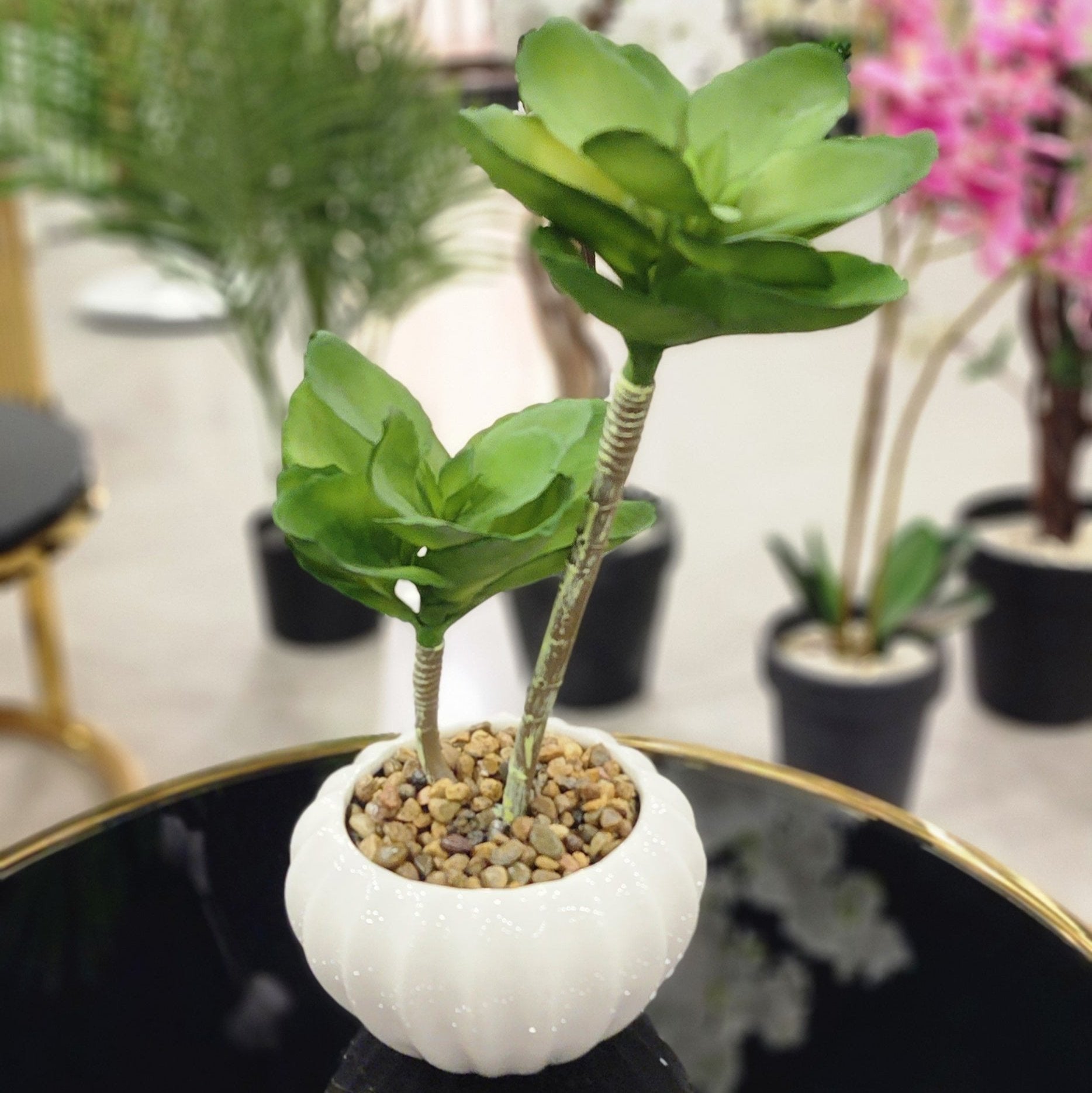 TP-28 Desert Rose Plant