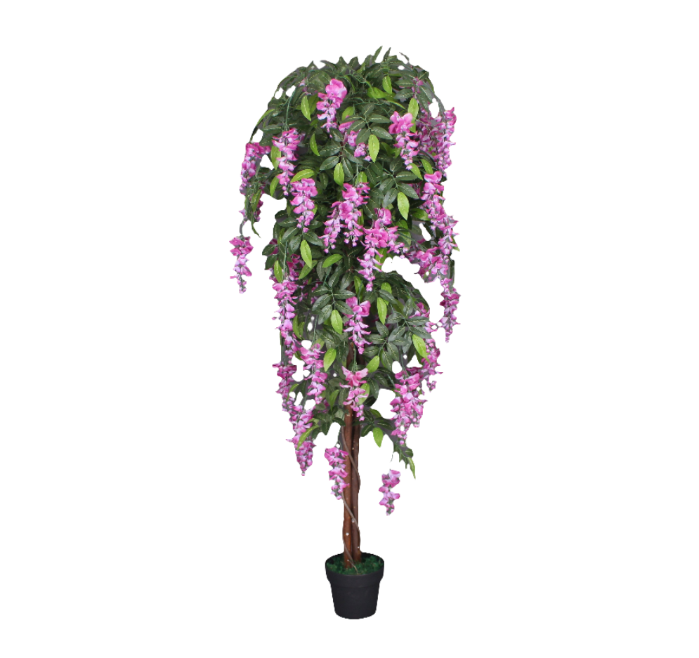 Wisteria - JWT2757