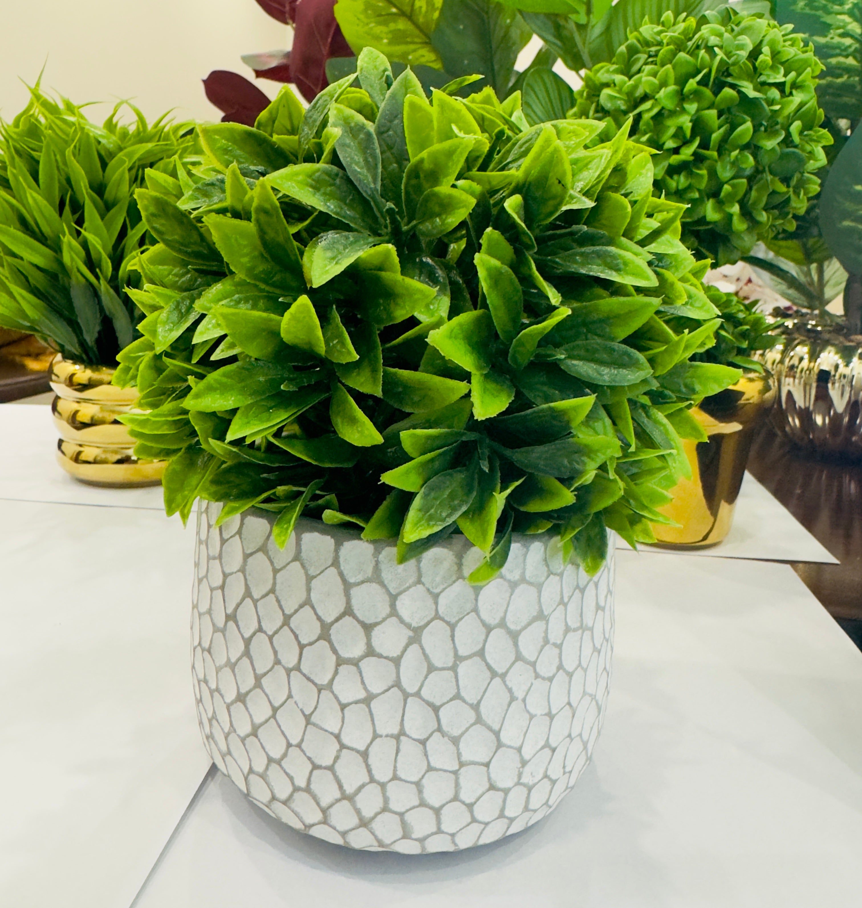 TP-002 Fex Bonsai Plant