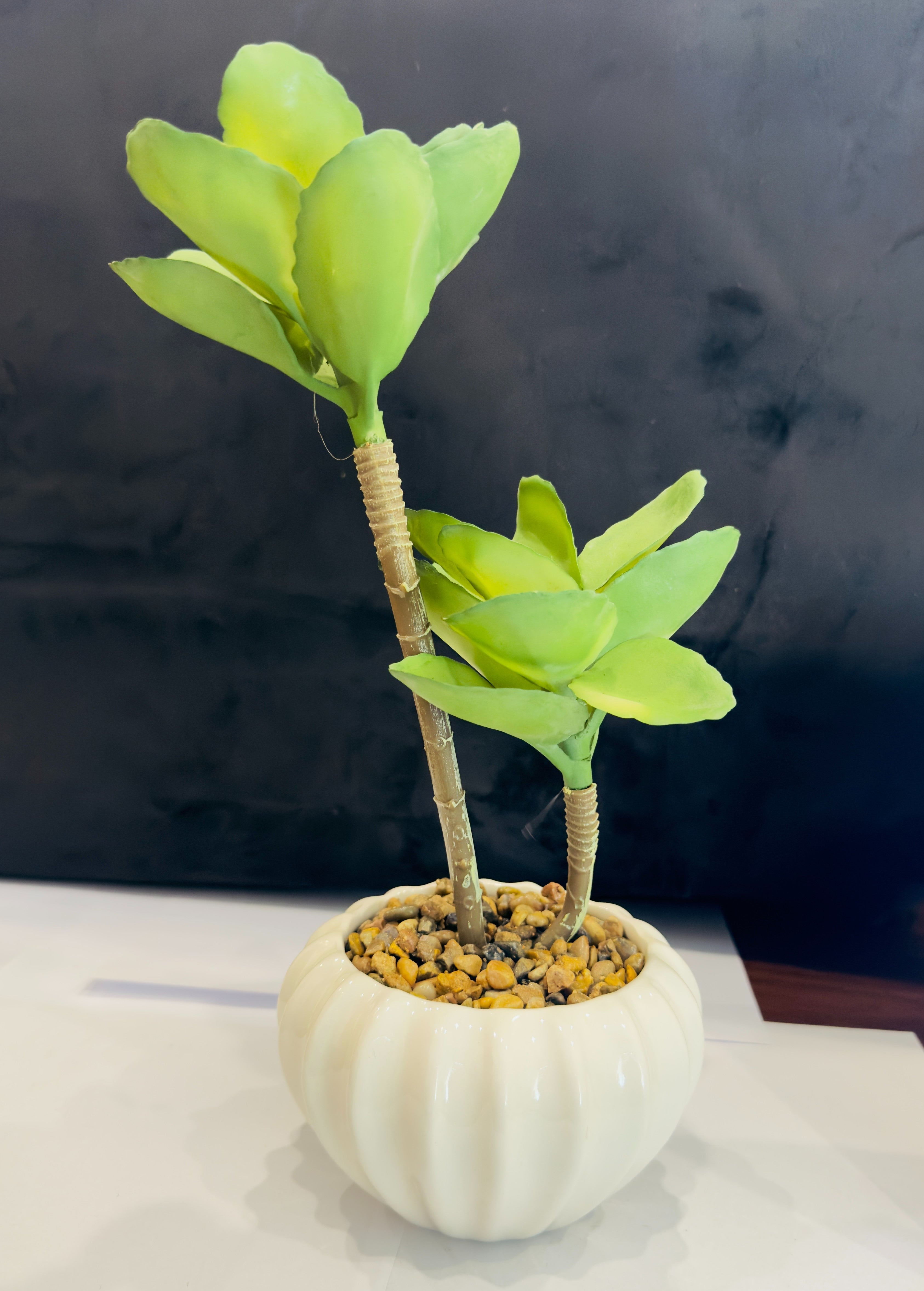 TP-28 Desert Rose Plant