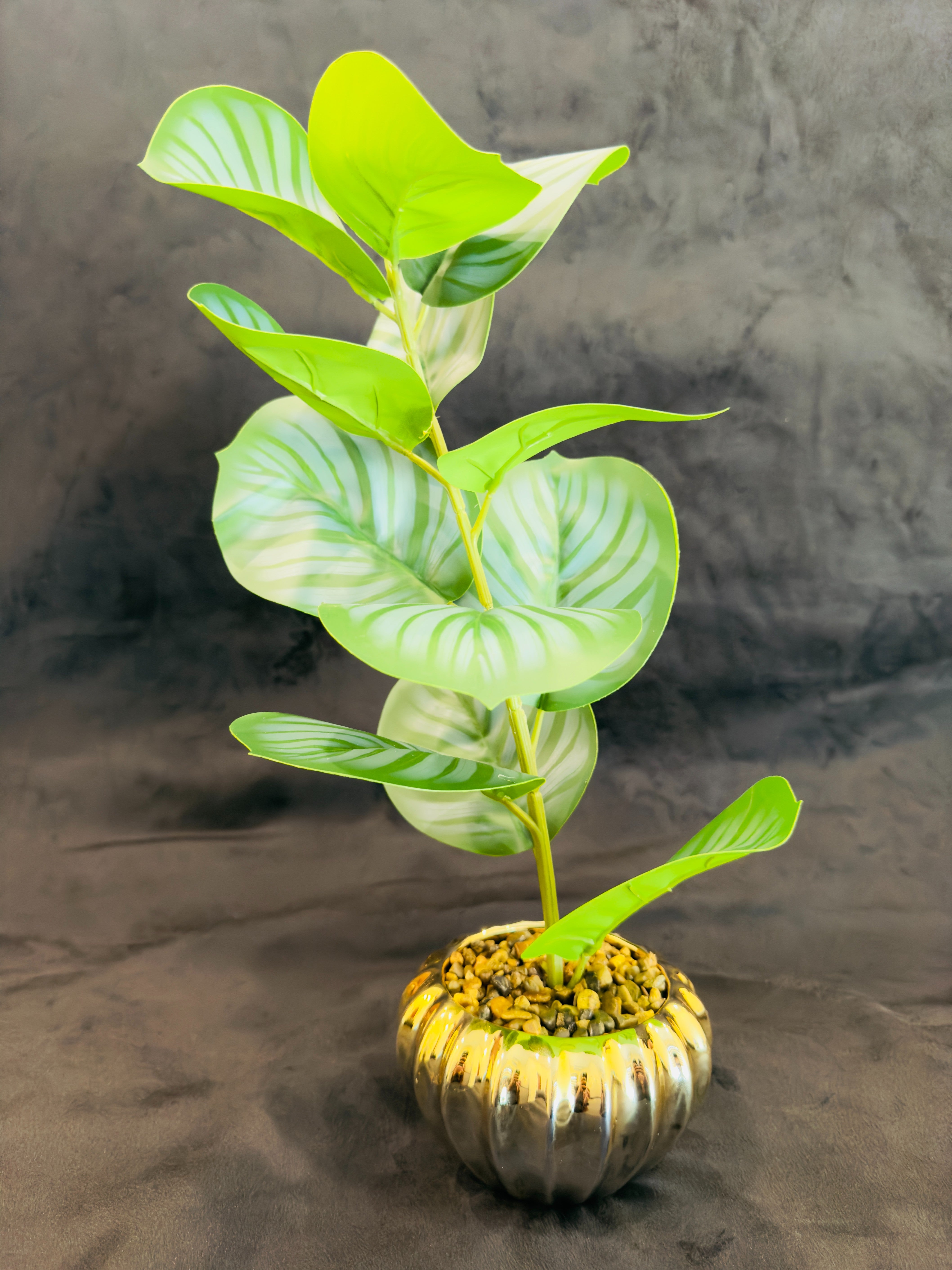 TP-29 Greenish Banyan Plant
