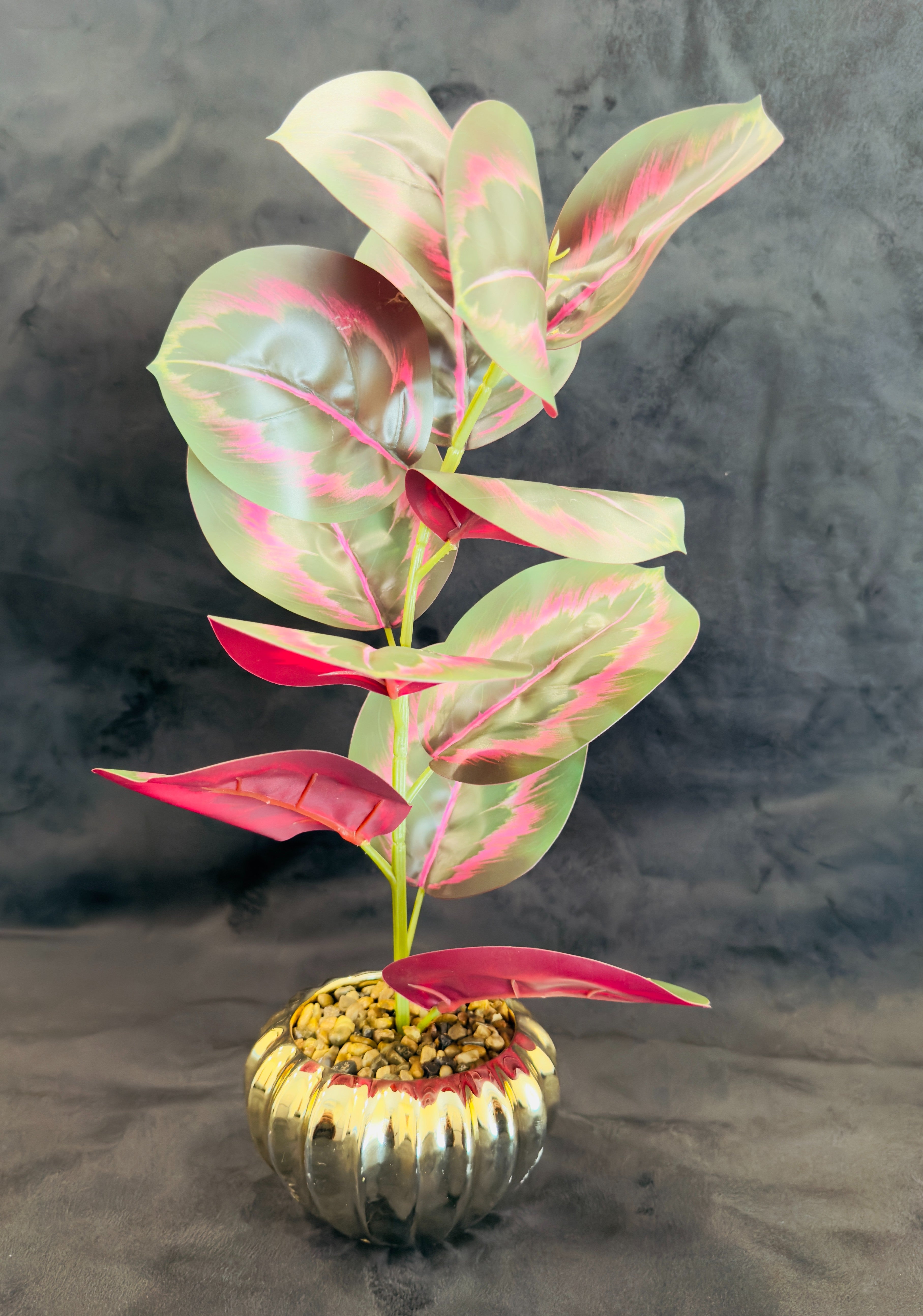 TP-35 Red Banyan Plant