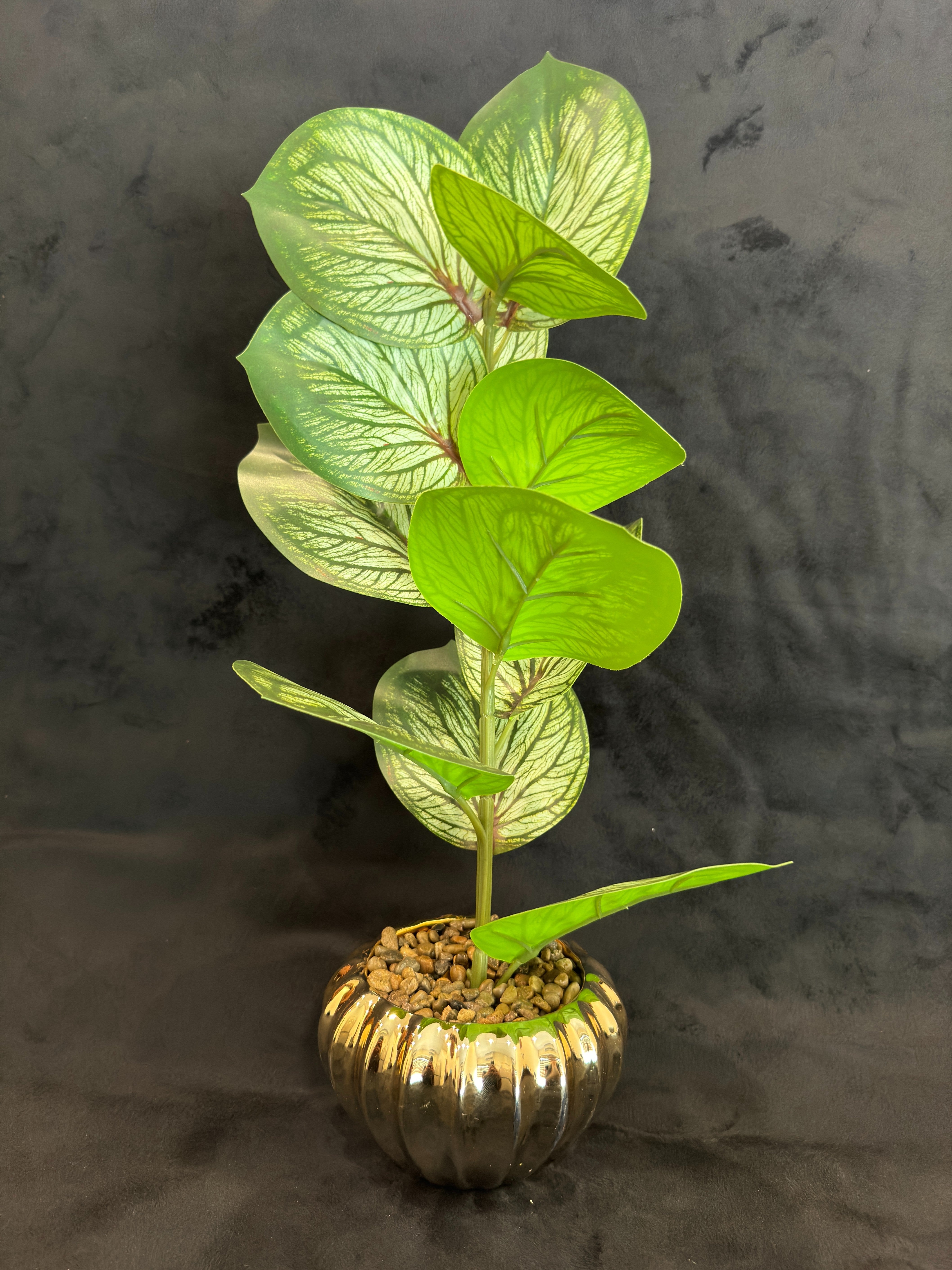 TP-30 Whitish Banyan Plant