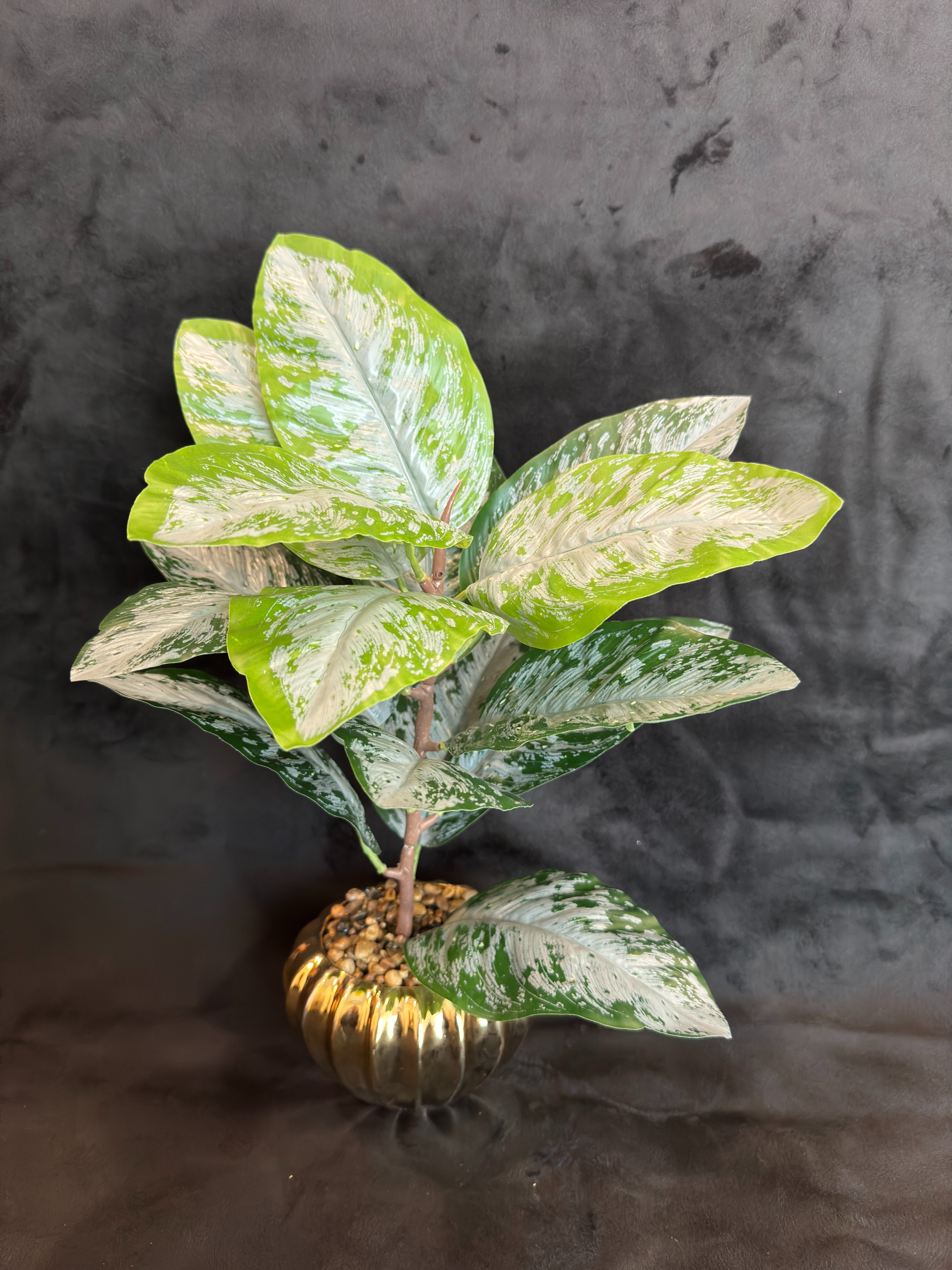 TP-37 Dieffenbachia Plant