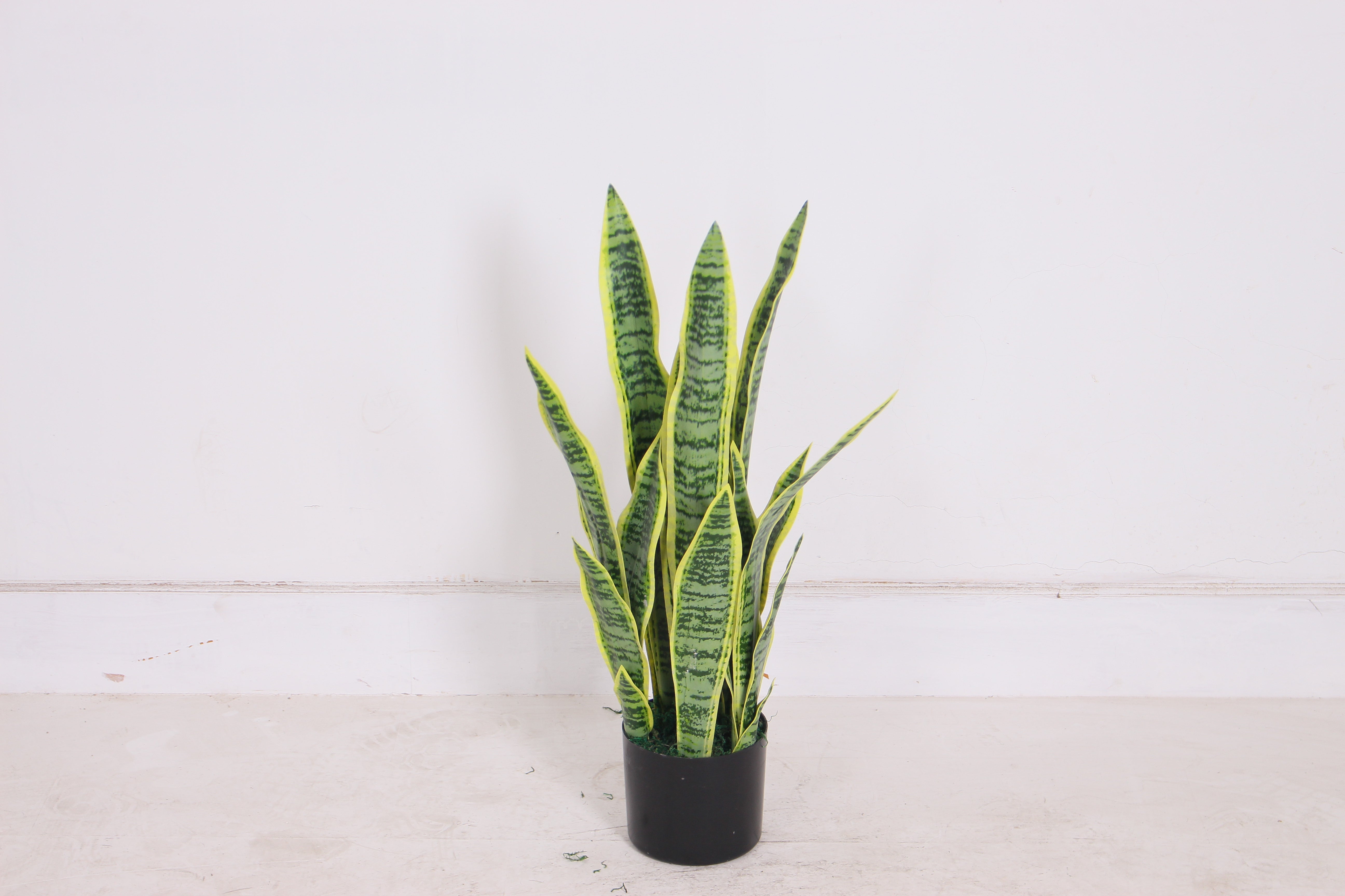 Sansevieria - JWT - 2729