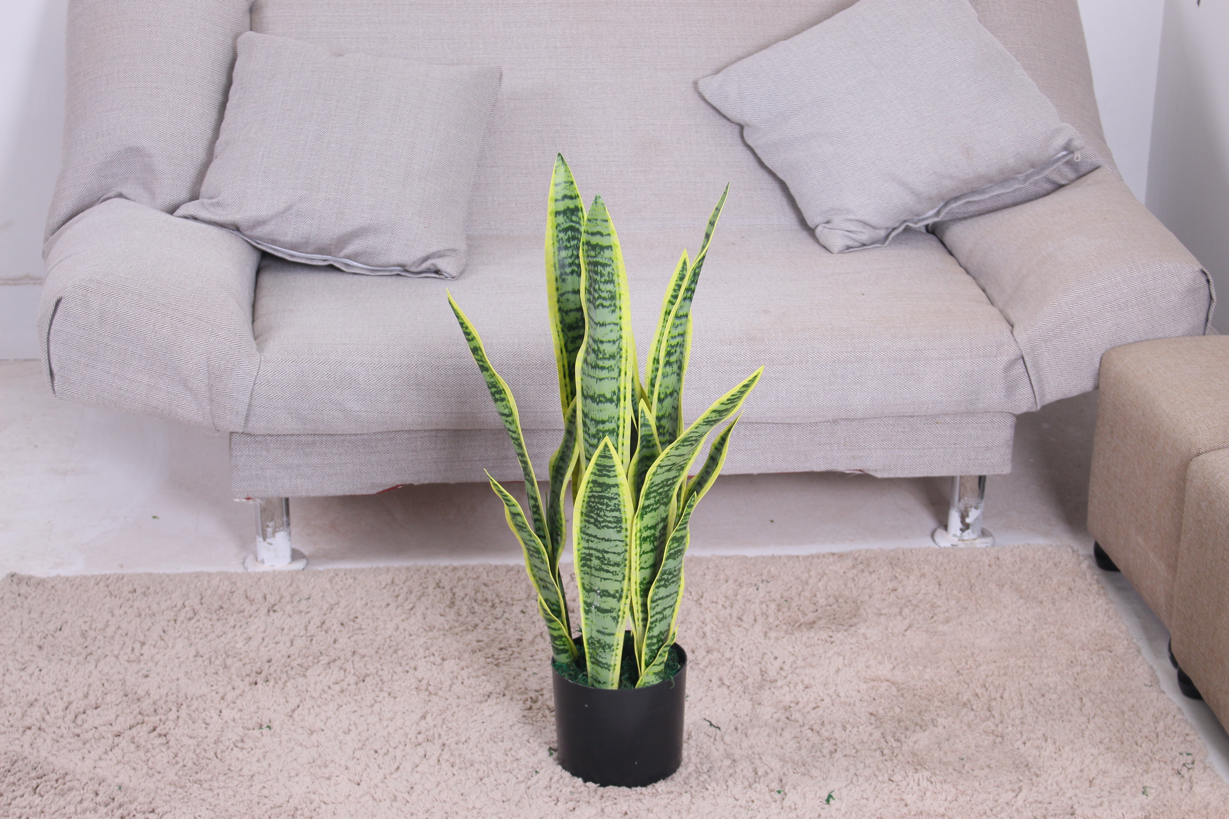 Sansevieria - JWT - 2729