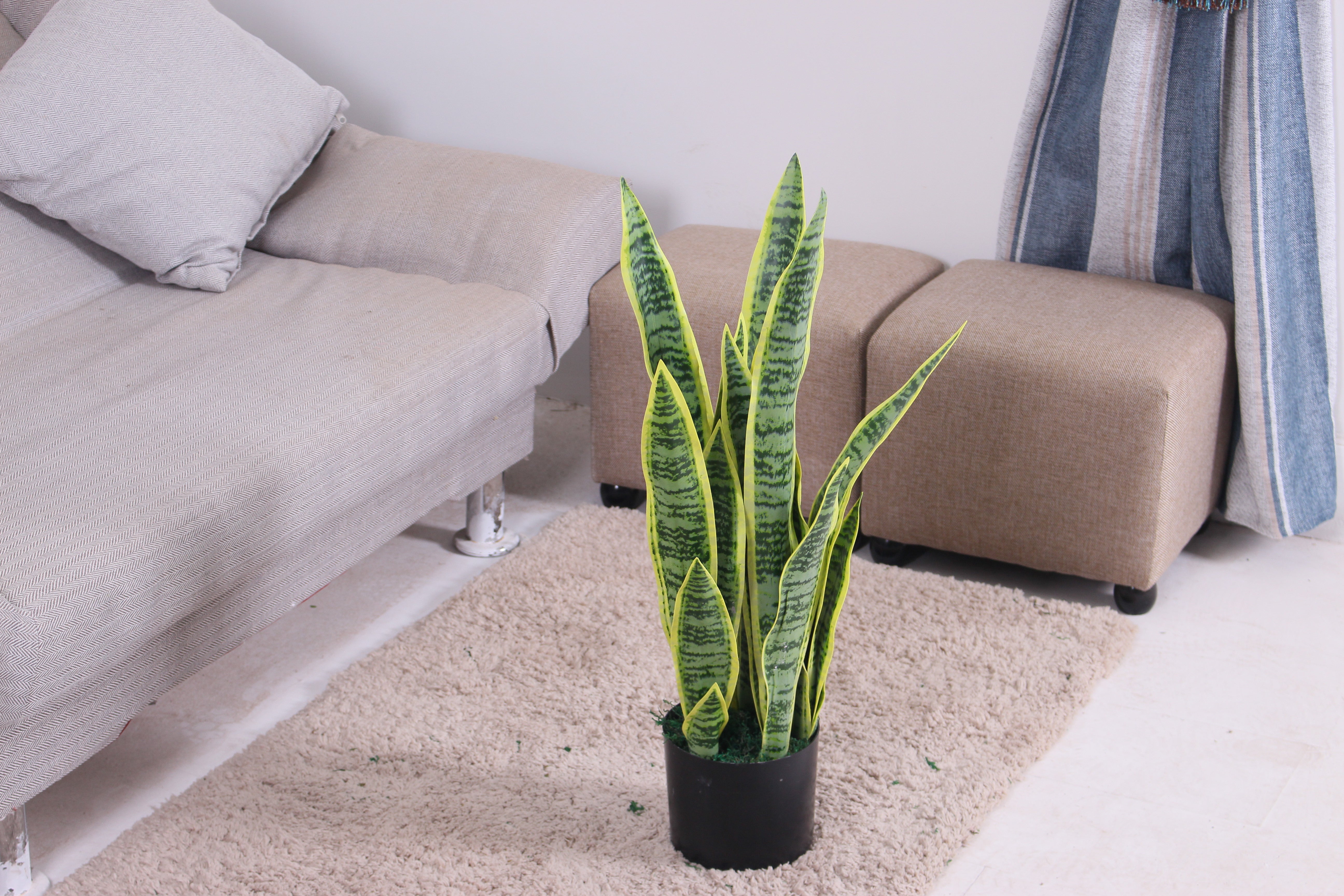 Sansevieria - JWT - 2729