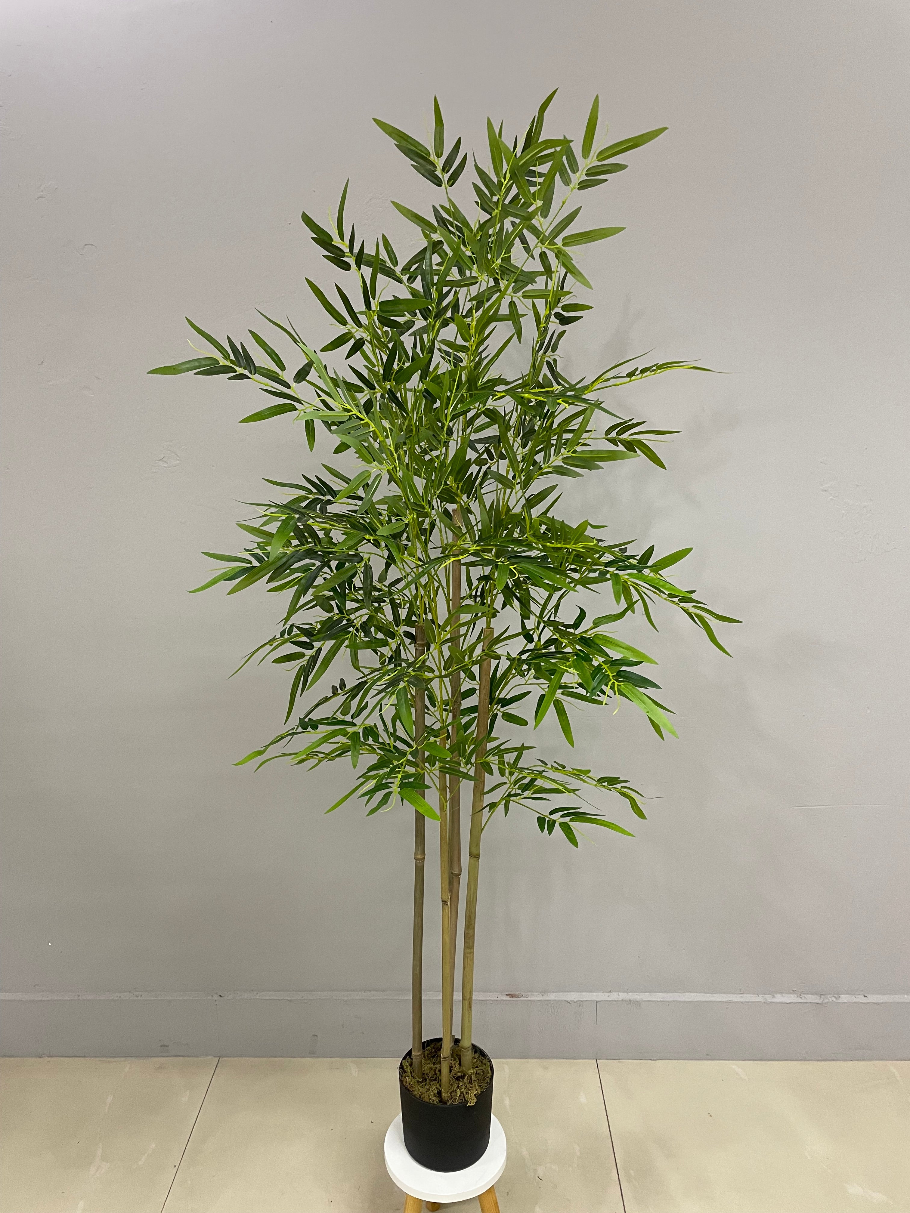 Bamboo - JWS - 3299
