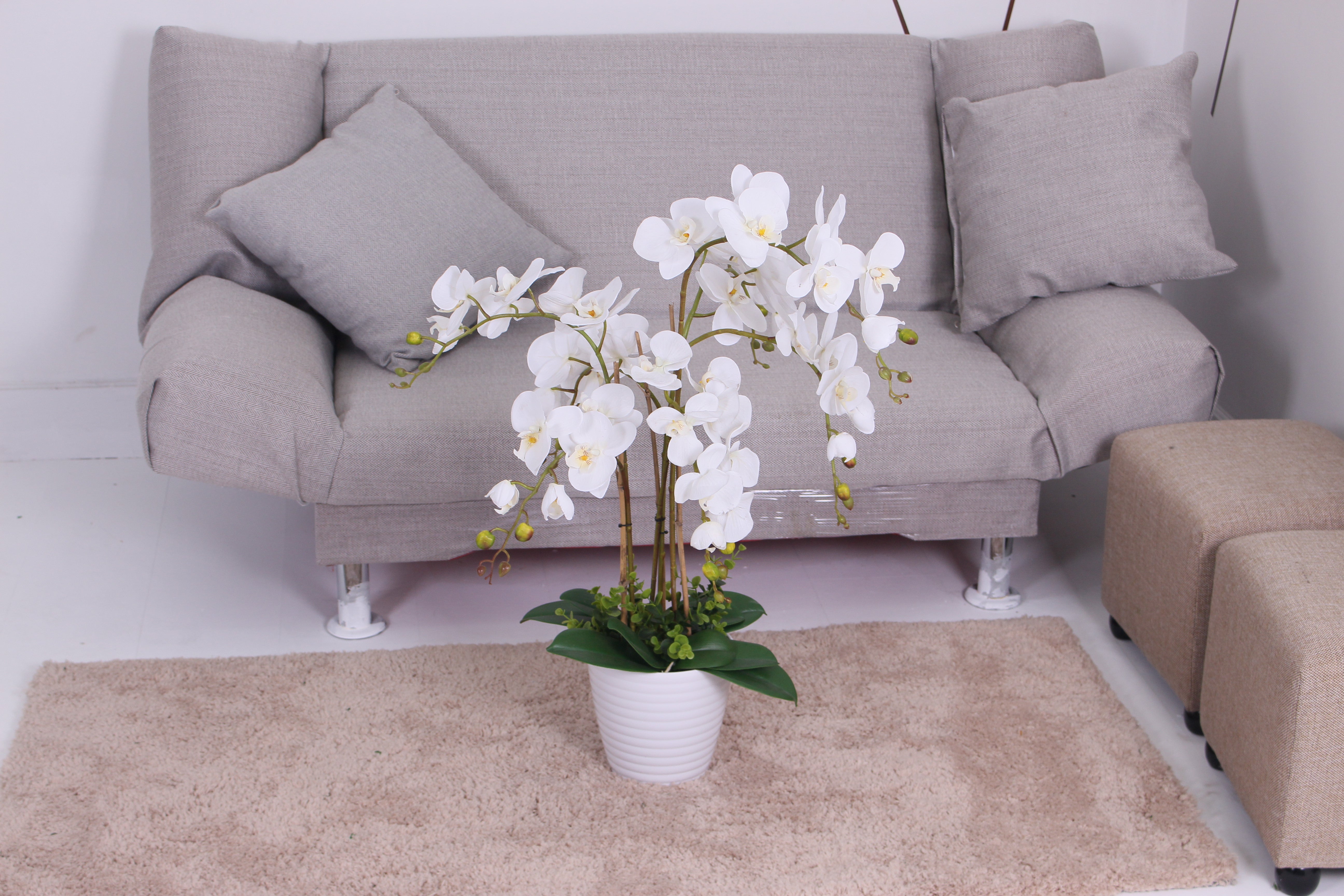 Orchid - JWP - 363