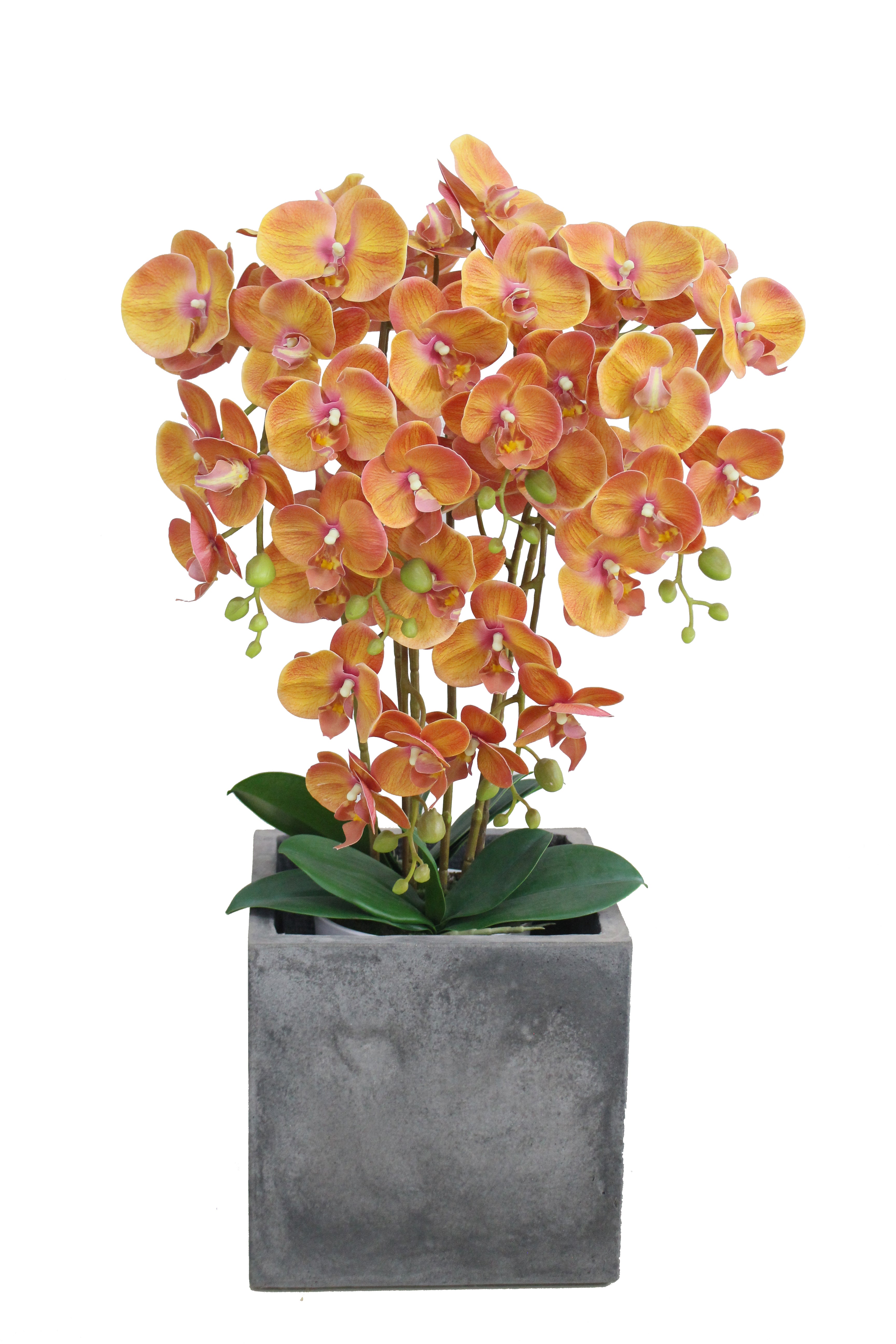 Orchid - JWP - 393