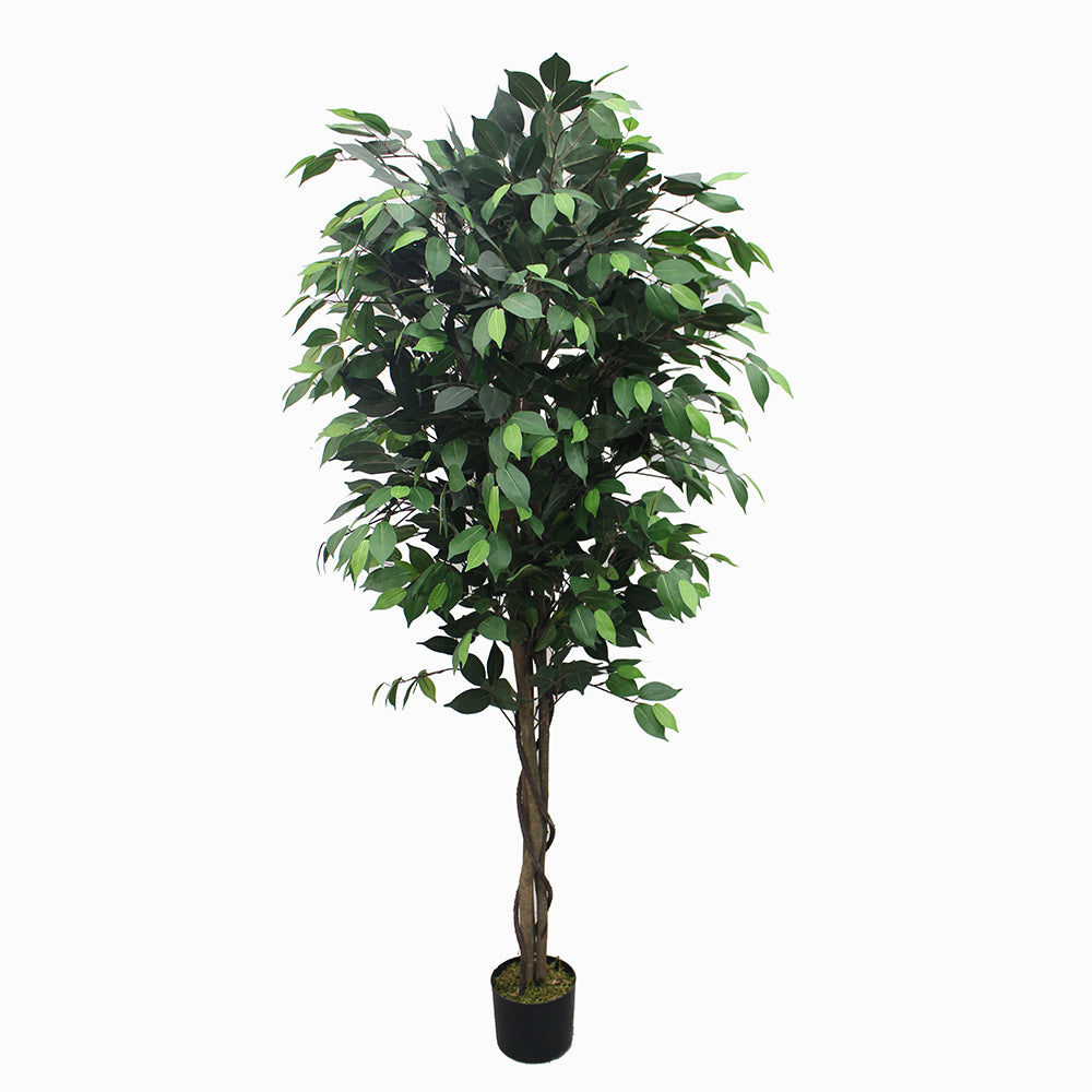 Ficus - JWT - 2708