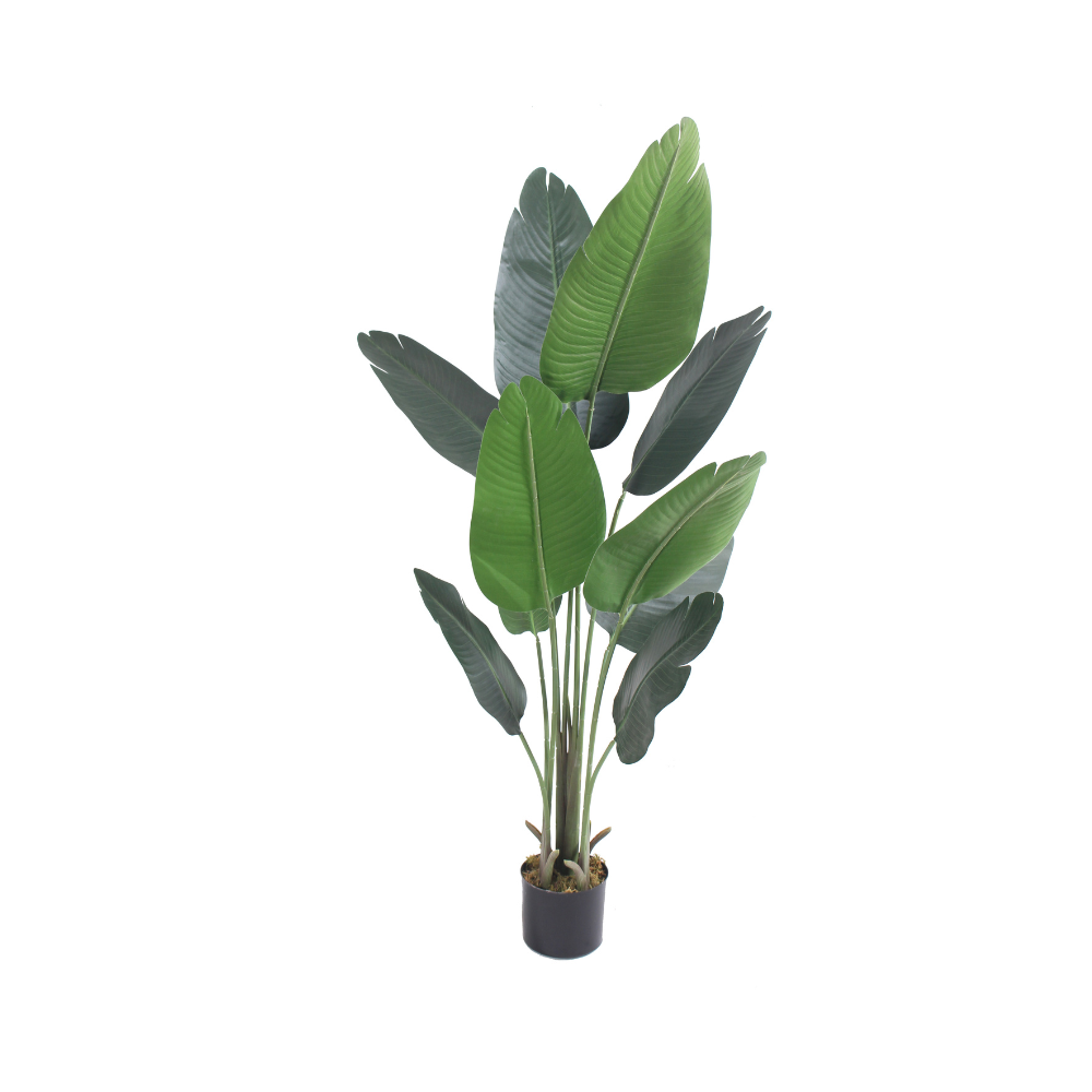 Banana tree - JWT - 3017