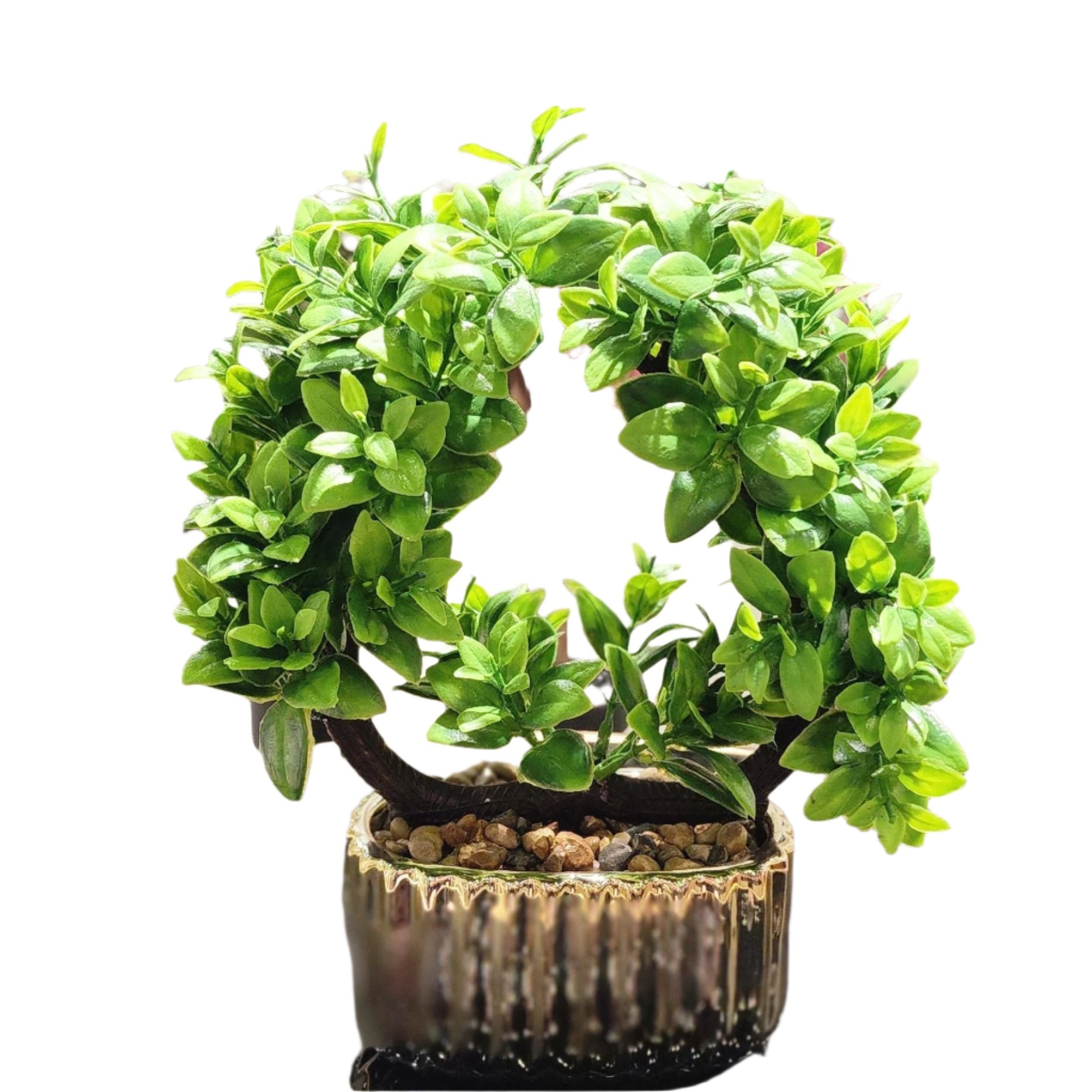 TP-23 Round Fex Bonsai