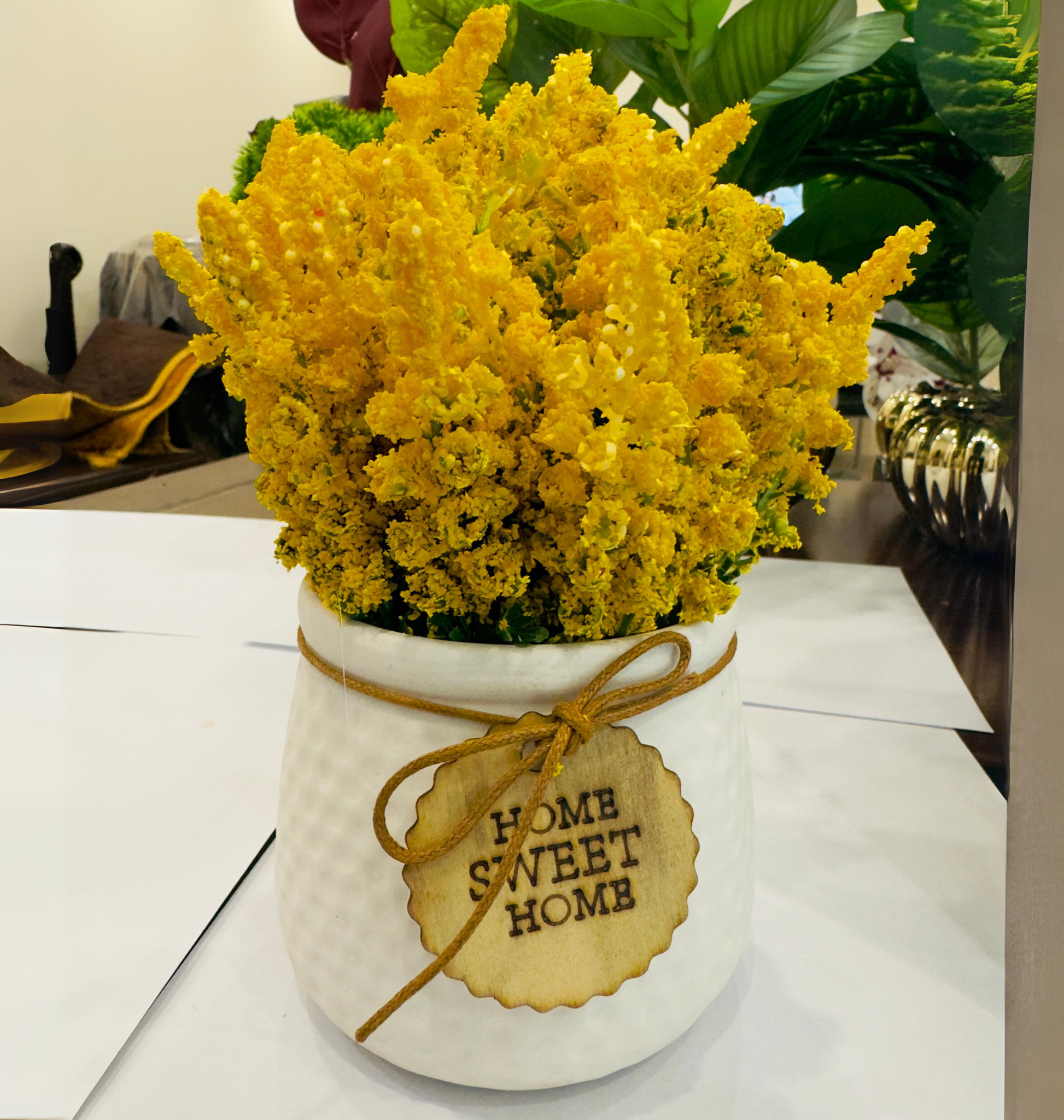 TP-008 Yellow Lavender Plant