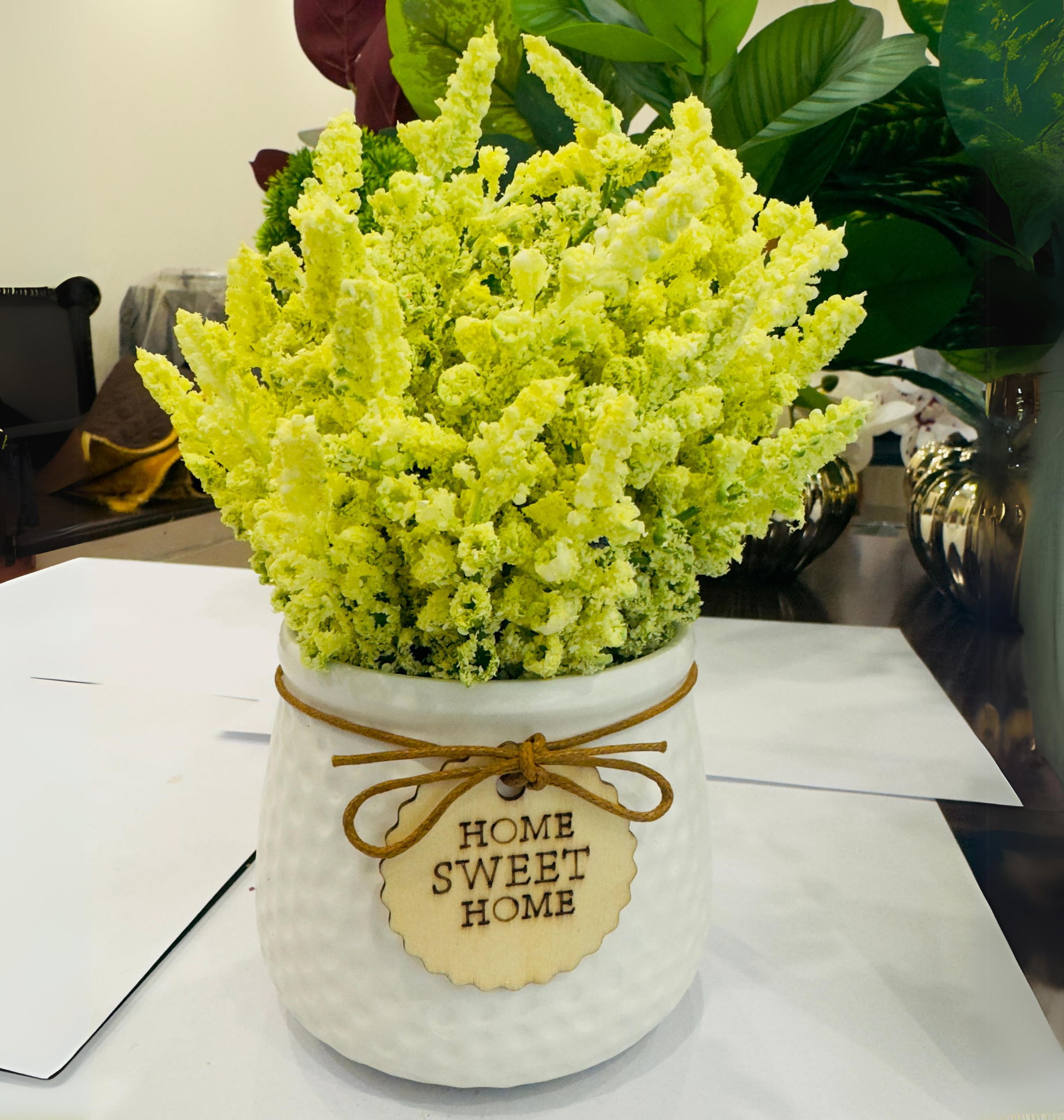 TP-009 Cream Lavender Plant