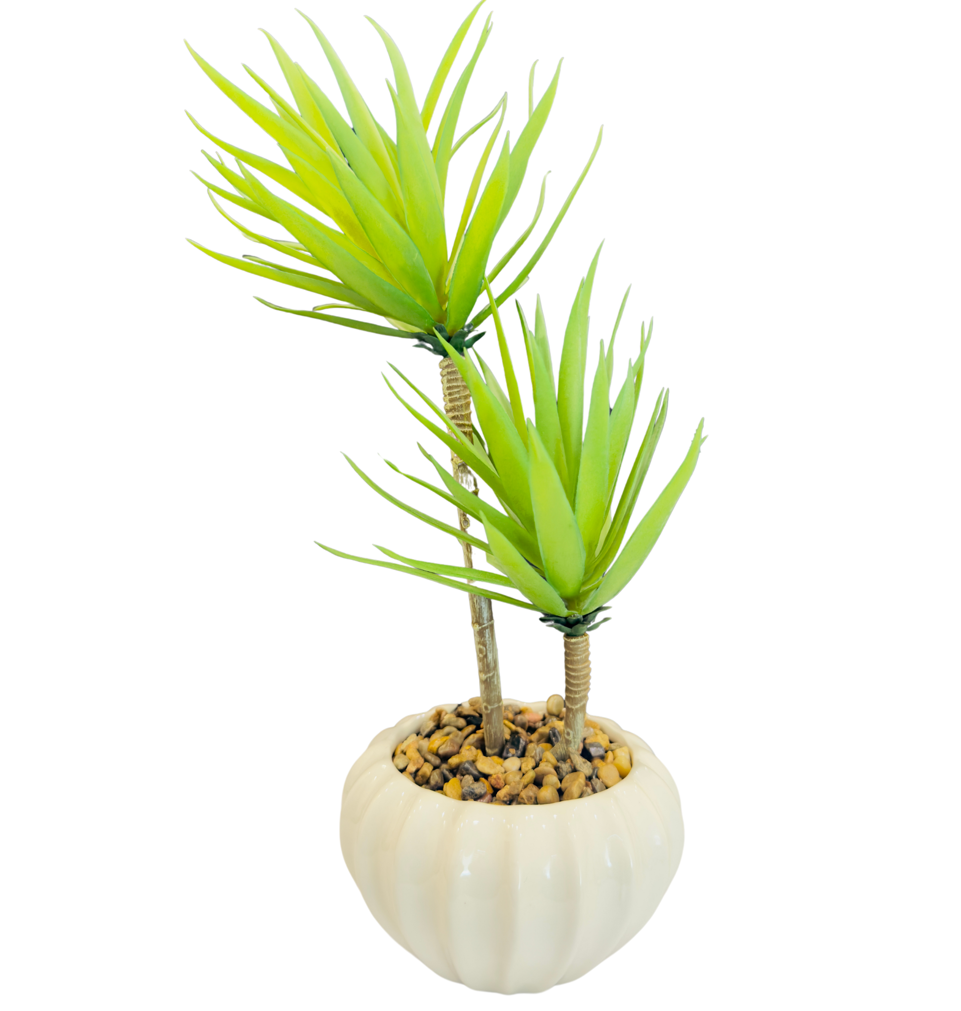 TP-27 Yucca Plant