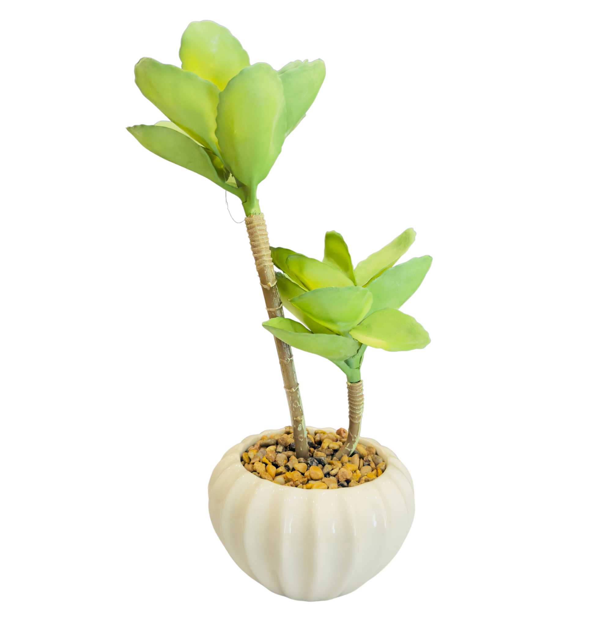 TP-28 Desert Rose Plant