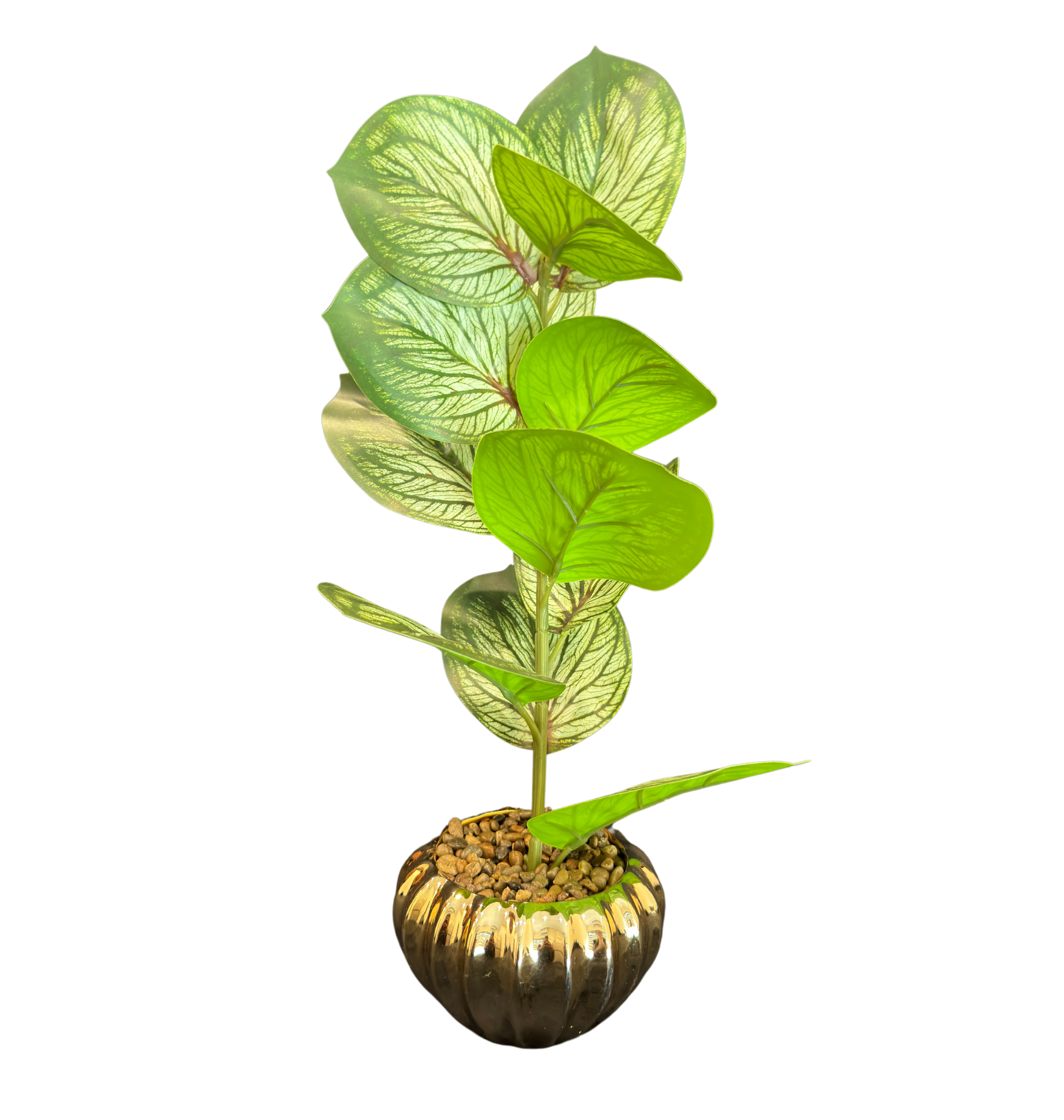 TP-30 Whitish Banyan Plant