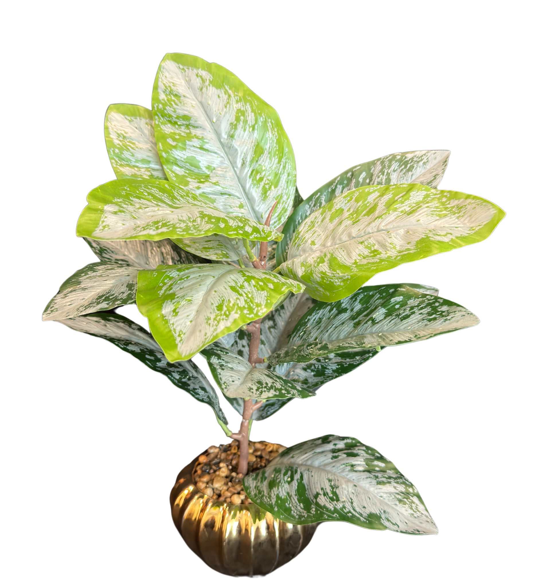 TP-37 Dieffenbachia Plant