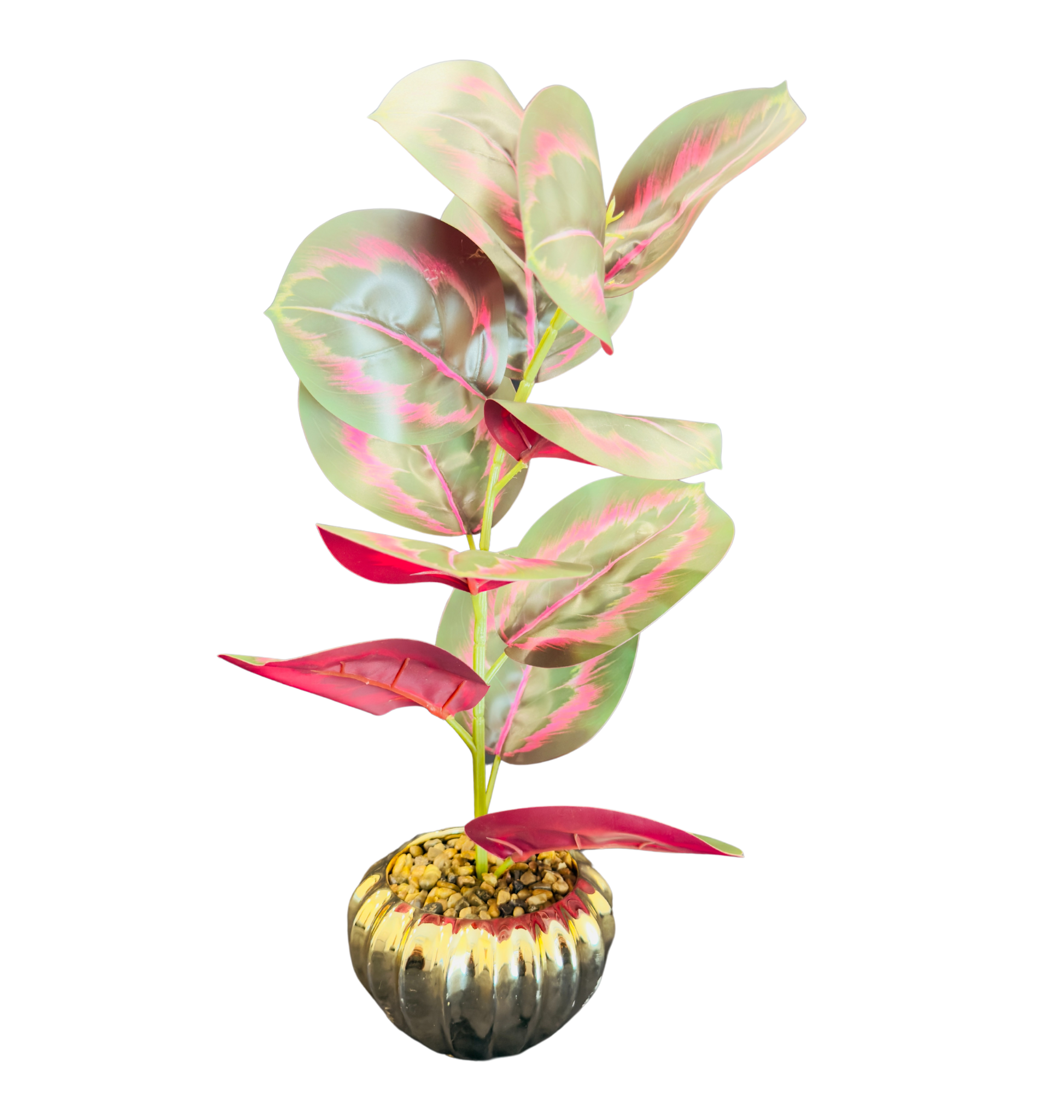 TP-35 Red Banyan Plant