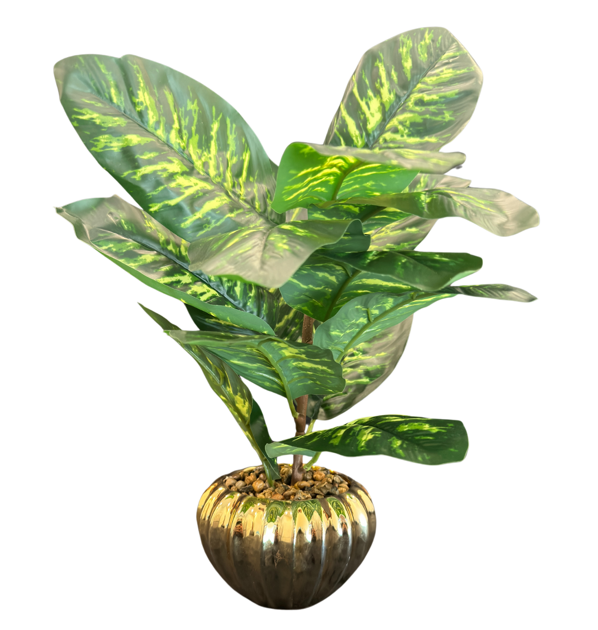 TP-36 Dieffenbachia Plant