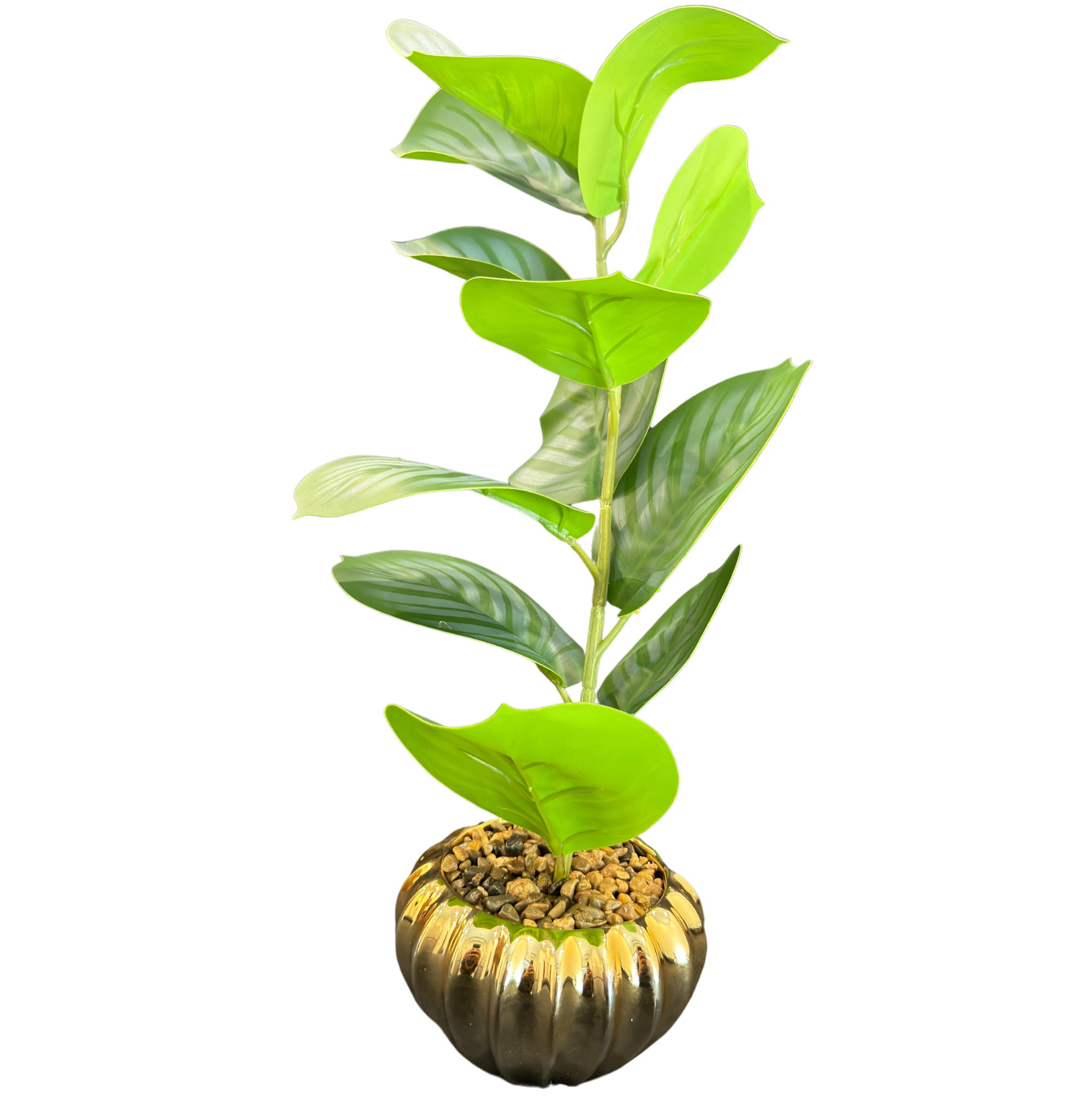 TP-34 Greyish Banyan Plant