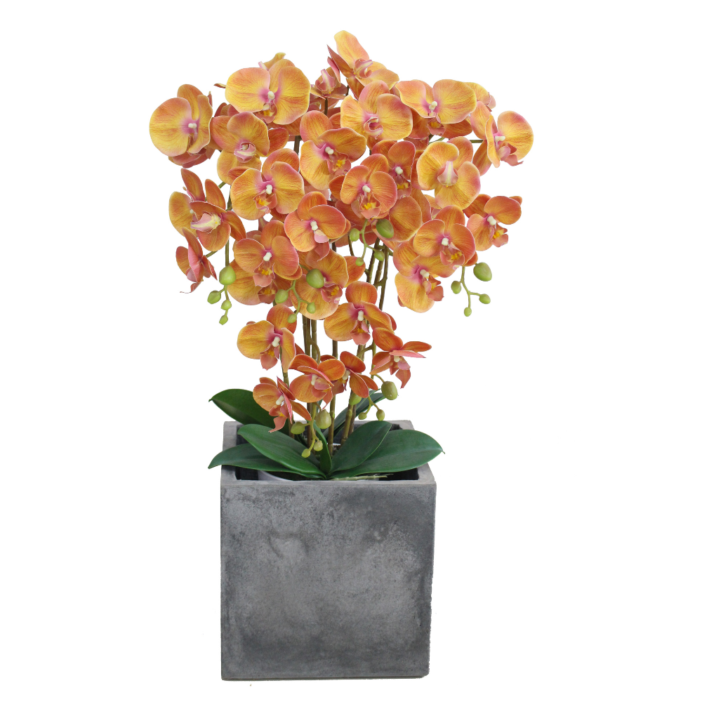 Orchid - JWP - 393